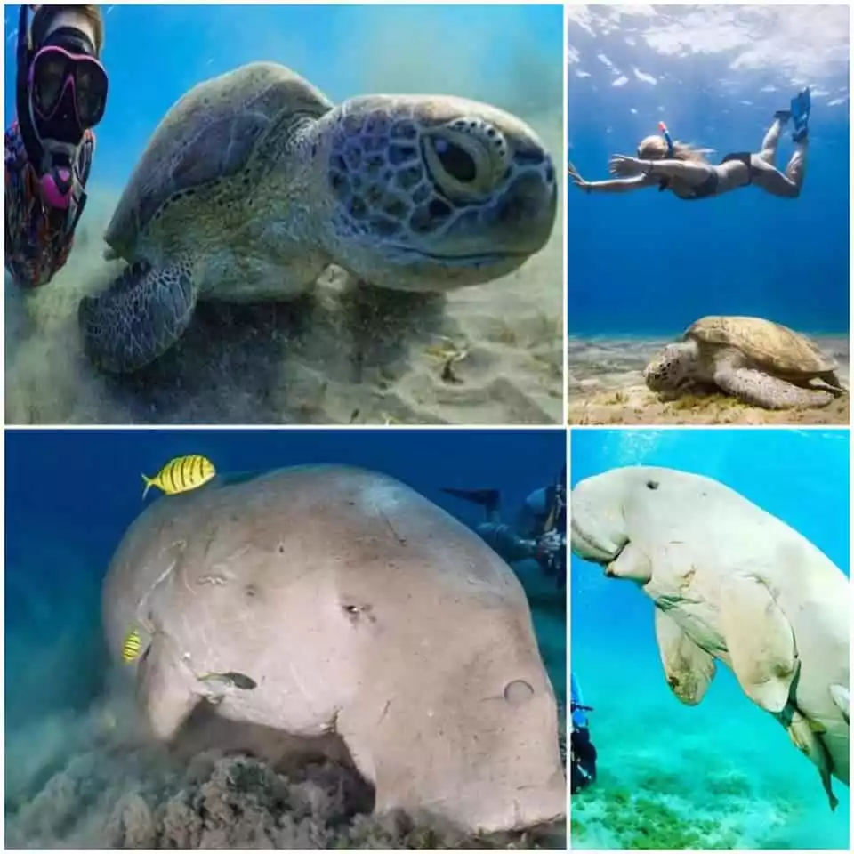 Абу-Даббаб-пляж-морская-корова-черепаха-марса-алам-экскурсия-экскурсия-абу-даббаб-дюгонь-abu-dabbab-marsa-alam