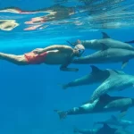Дом-дельфинов-в-Хургаде-Dolphine-house-Дельфин-экскурсия-дом-дельфинов-Хургада-плавание-с-дельфинами